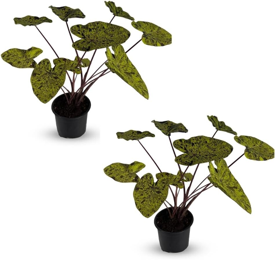 Colocasia Mojito (2pack) by LEAL PLANTS ECUADOR | Evergreen Live Indoor Plant