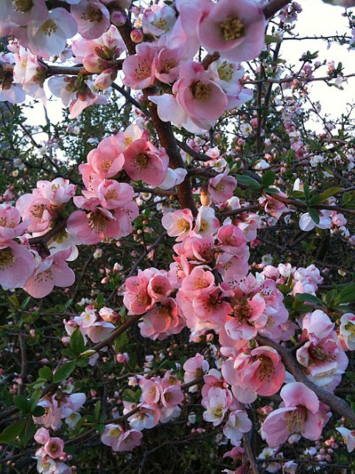 Chaenomeles Speciosa “T o y o Nishiki” (Pink Flowering Quince) Plant