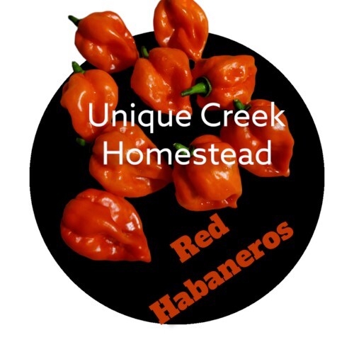 Habanero Red Dwarf Super Hot Pepper Seeds Organically Grown Unique Creek