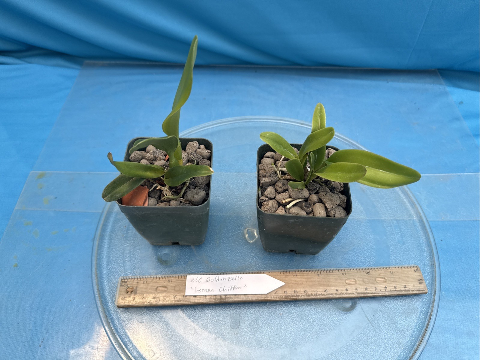 Cattleya Rlc Goldenzelle ‘Lemon Chiffon’ Fragrant Yellow Orchid Hybrid 4” RePot