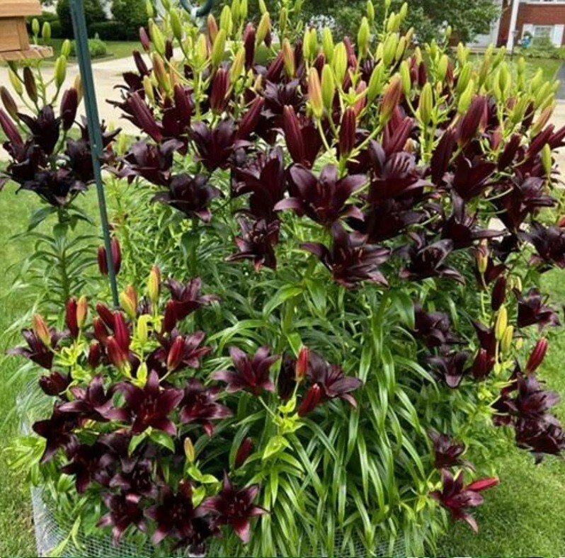 BLACK ASIATIC LILY FLOWER BULBS~BLACKLIST~3-4 FT TALL PERENNIAL LIVE PLANT HARDY