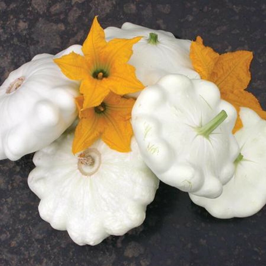 Bennings Green Tint Squash Seeds, Non GMO – Heirloom, A GARDEN FAVORITE