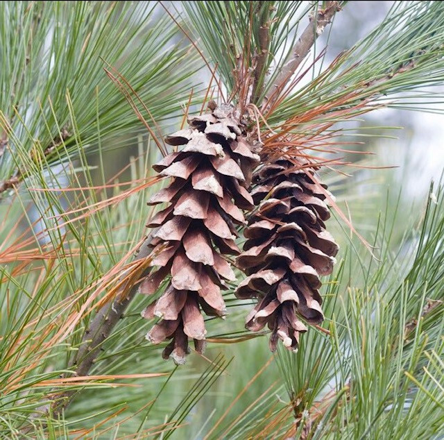 60 Wedding Favors Live White Pine Starter trees 6″-8″in.tall transplant seedling