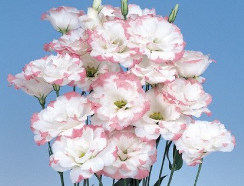 MPB#4 Lisianthus Seeds Echo Pink Picotee 50 Pelleted Seeds Flower Seeds