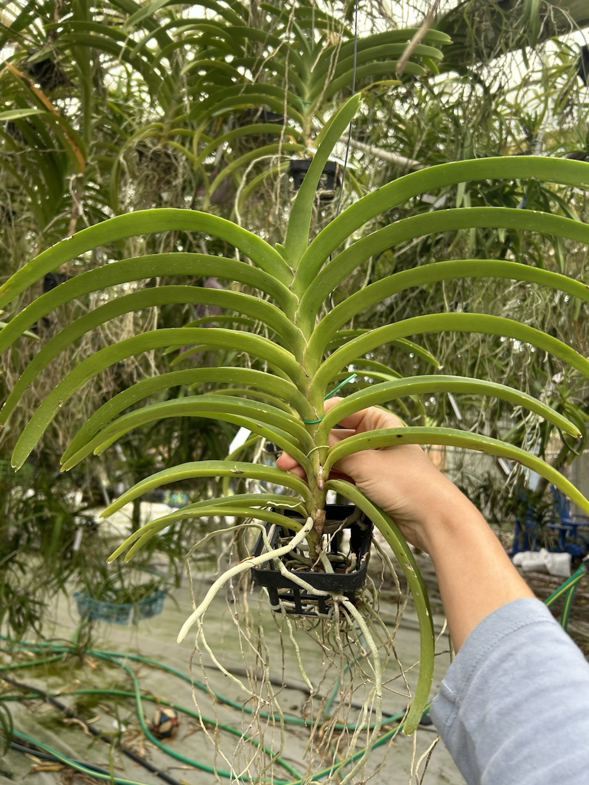 Vanda Roll On Red Bs Fragrant Orchid