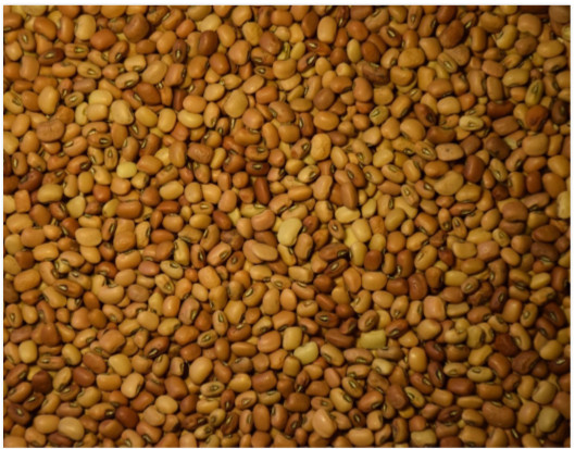 Iron Clay Peas Seed – Deer Food Plot Summer Forage Annual Legume 50lb