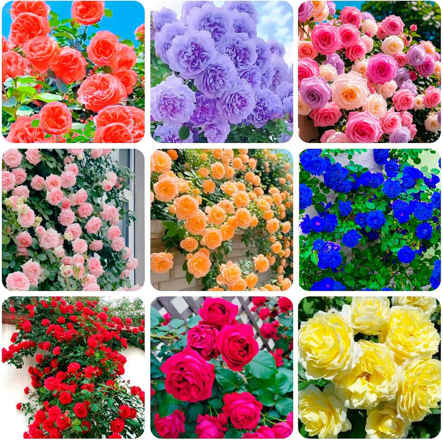 300+Mixed Climbing Rose Rosa Seeds for Planting Outdoors -Heirloom Garden red