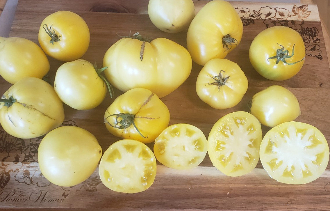 Lemon Ice Dwarf Tomato (20 seeds) – great flavor!