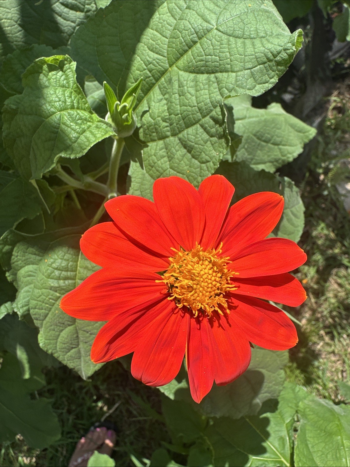 Mexican Sunflower Seeds, Orange, Tithonia, Attract Butterflies, Daisy-Like Bloom