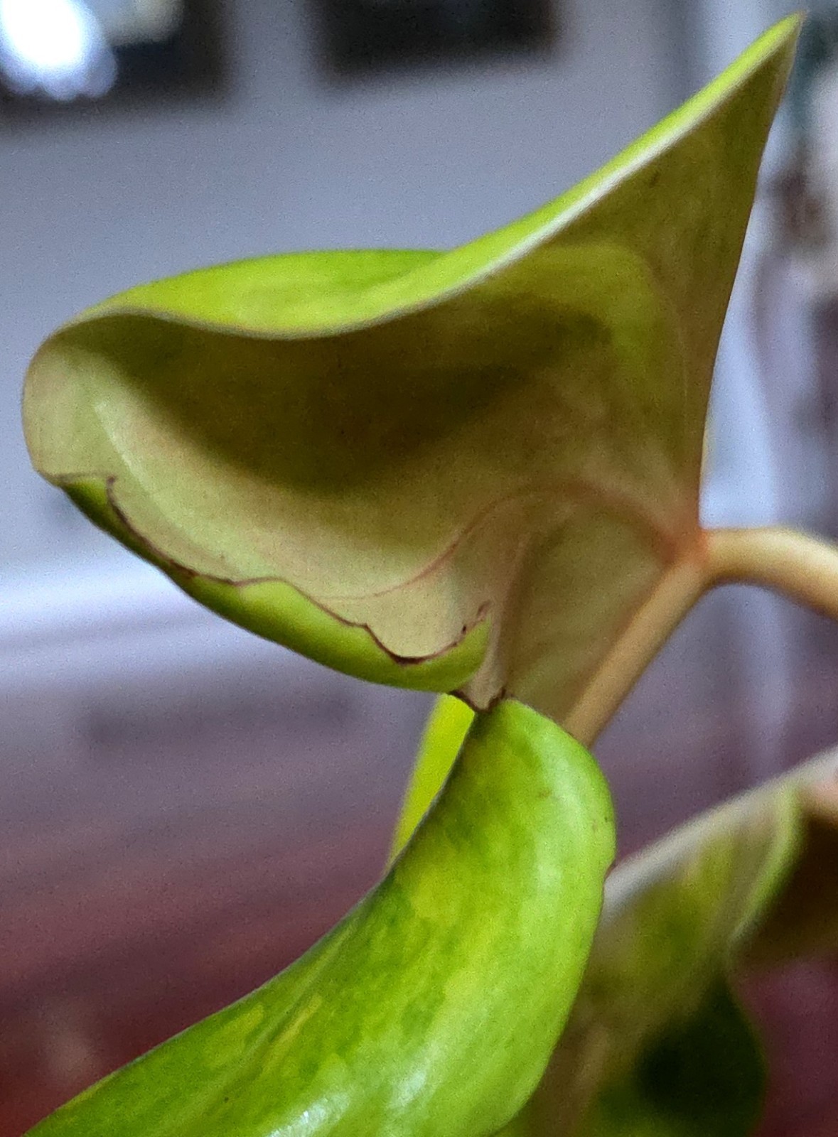 Rare Philodendron Variegated Golden Erubescens 18″ Tall Not Monstera Anthurium