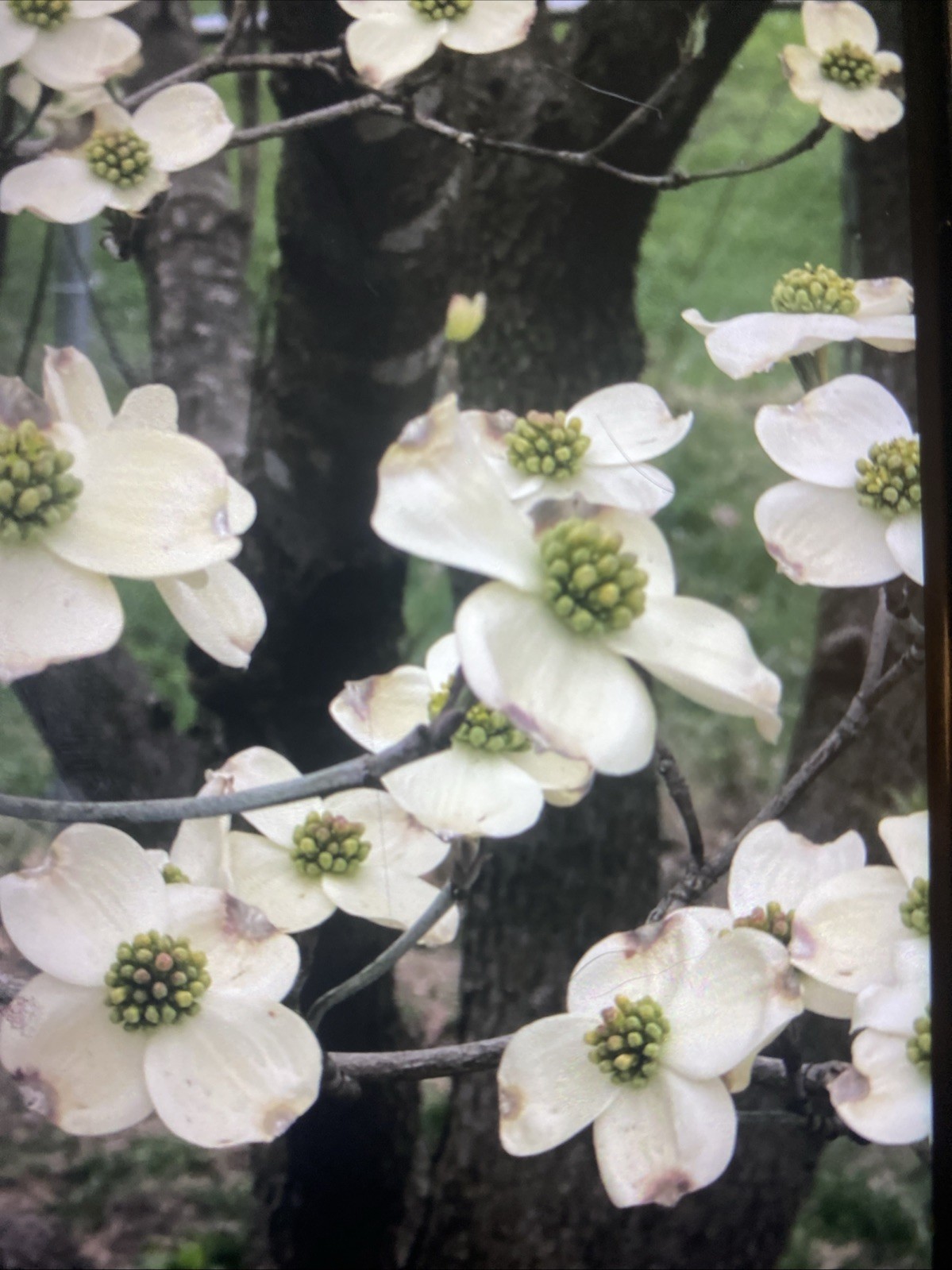 10 Cuttings- Flowering Dogwood Tree, Eastern White, Beautiful Blooms!