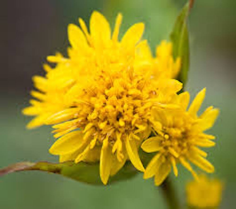 3 Goldenrod Solidago Bare Root Perennial Wildflower