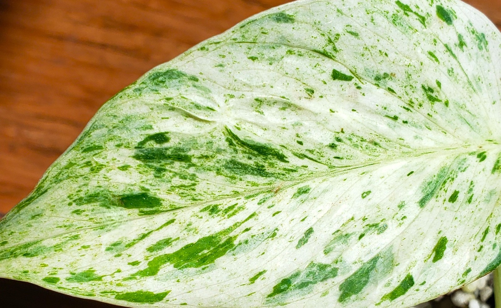 RARE Rooted GRACE Teruno Pothos Series Epipremnum Aureum Hi-Variegation