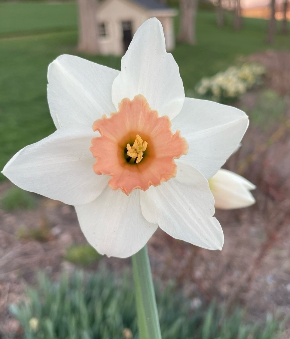 5-Rinus Rim Mix Daffodil Bulbs for Planting- Narcissus