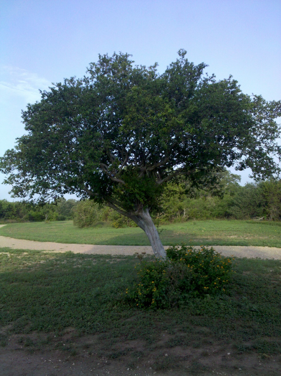 Diospyros texana (Texas Persimmon) – Live Plant in half quart pot