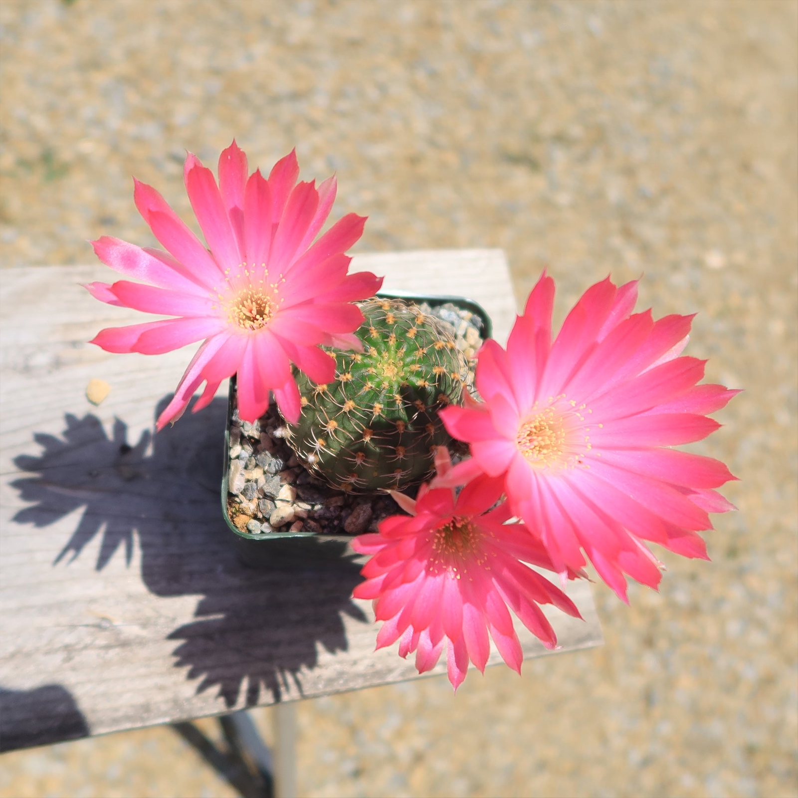 Lobivia winteriana cactus Cacti Succulent real live plant