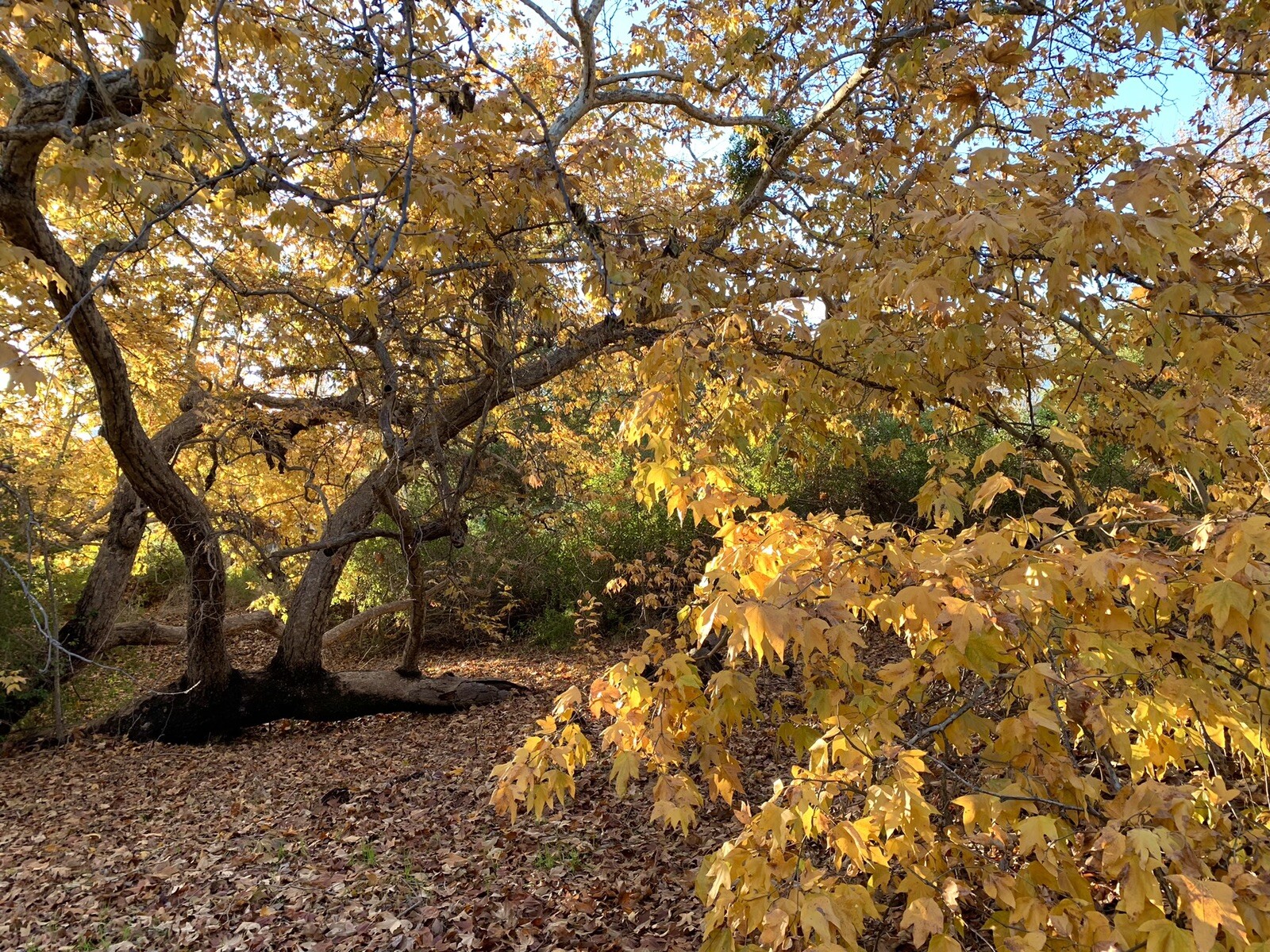 California Sycamore, Platanus Racemosa Nutt – 200 Seeds 2023 – USA Seller