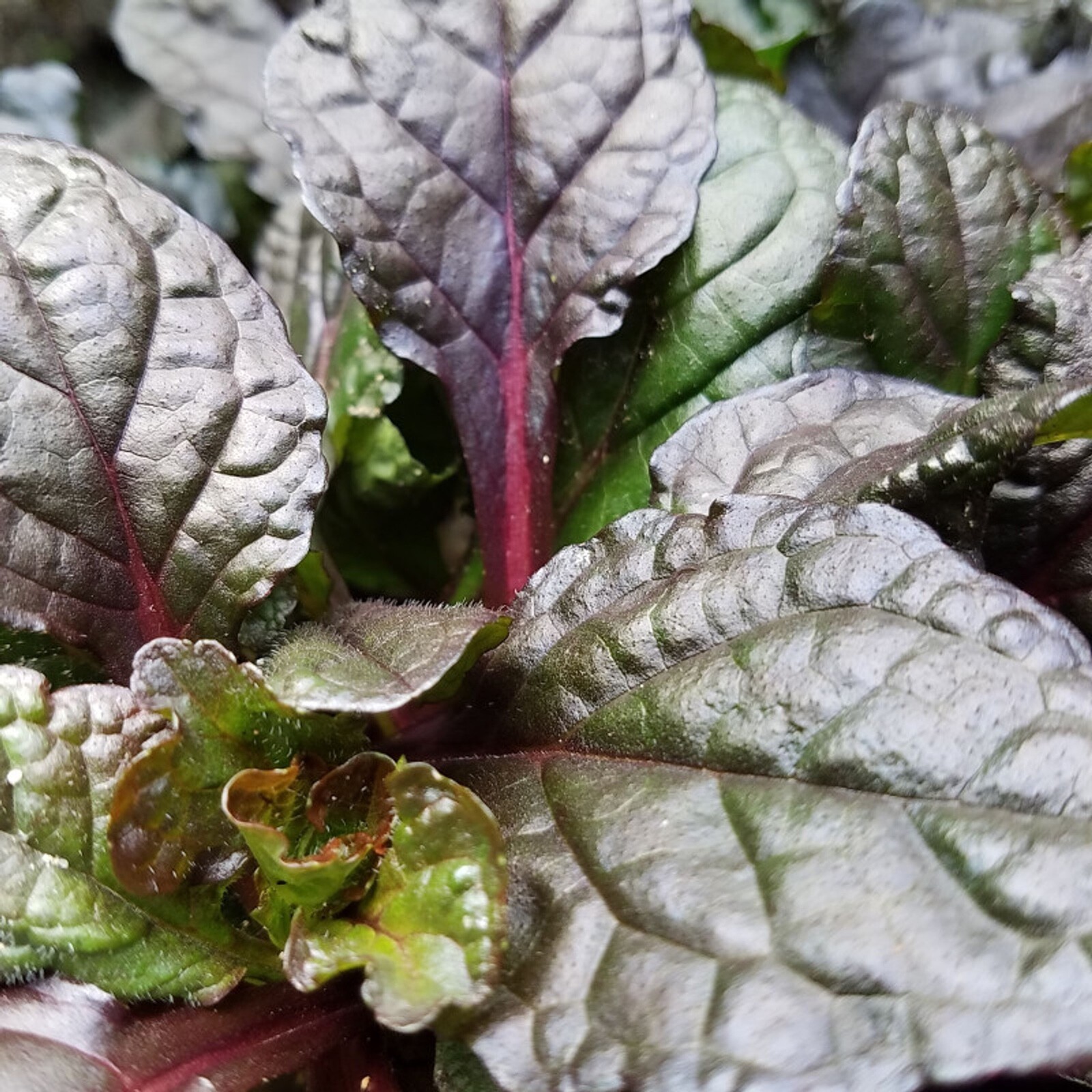 Ajuga Black Scallop 15 Plants in 3-1/2 inch Pots