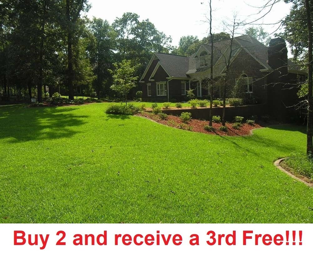 Centipede Grass Seeds starter pack 6000-8000k seeds