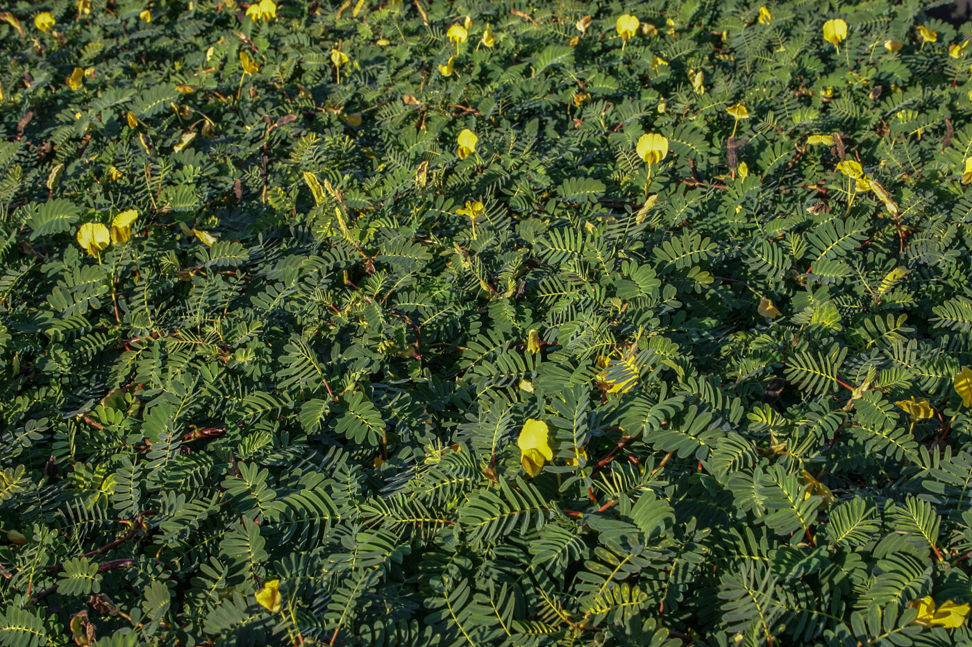 Botswana Wonder Sensitive Plant Tropical Aquatic Pond Plant – Buy 2 Get 1 FREE