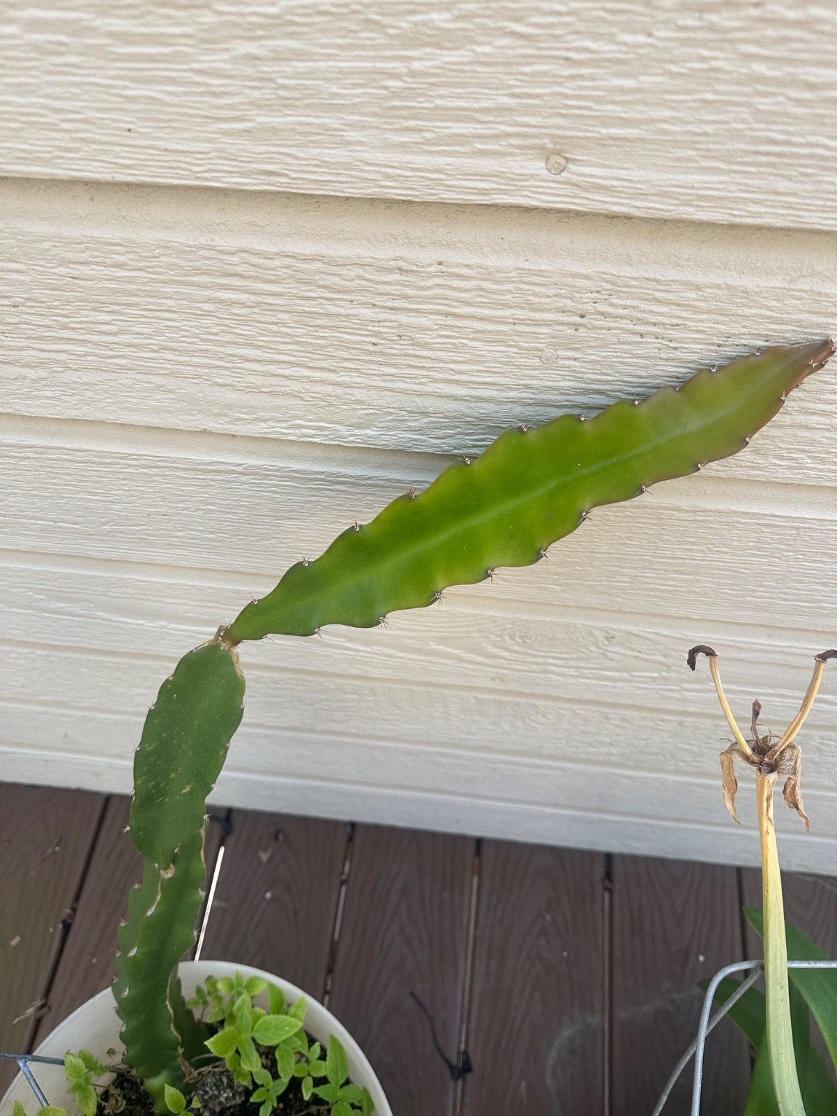 5 ct Dragon Fruit Cuttings 8-12 inches, Guaranteed Red Fruits, FREE Training