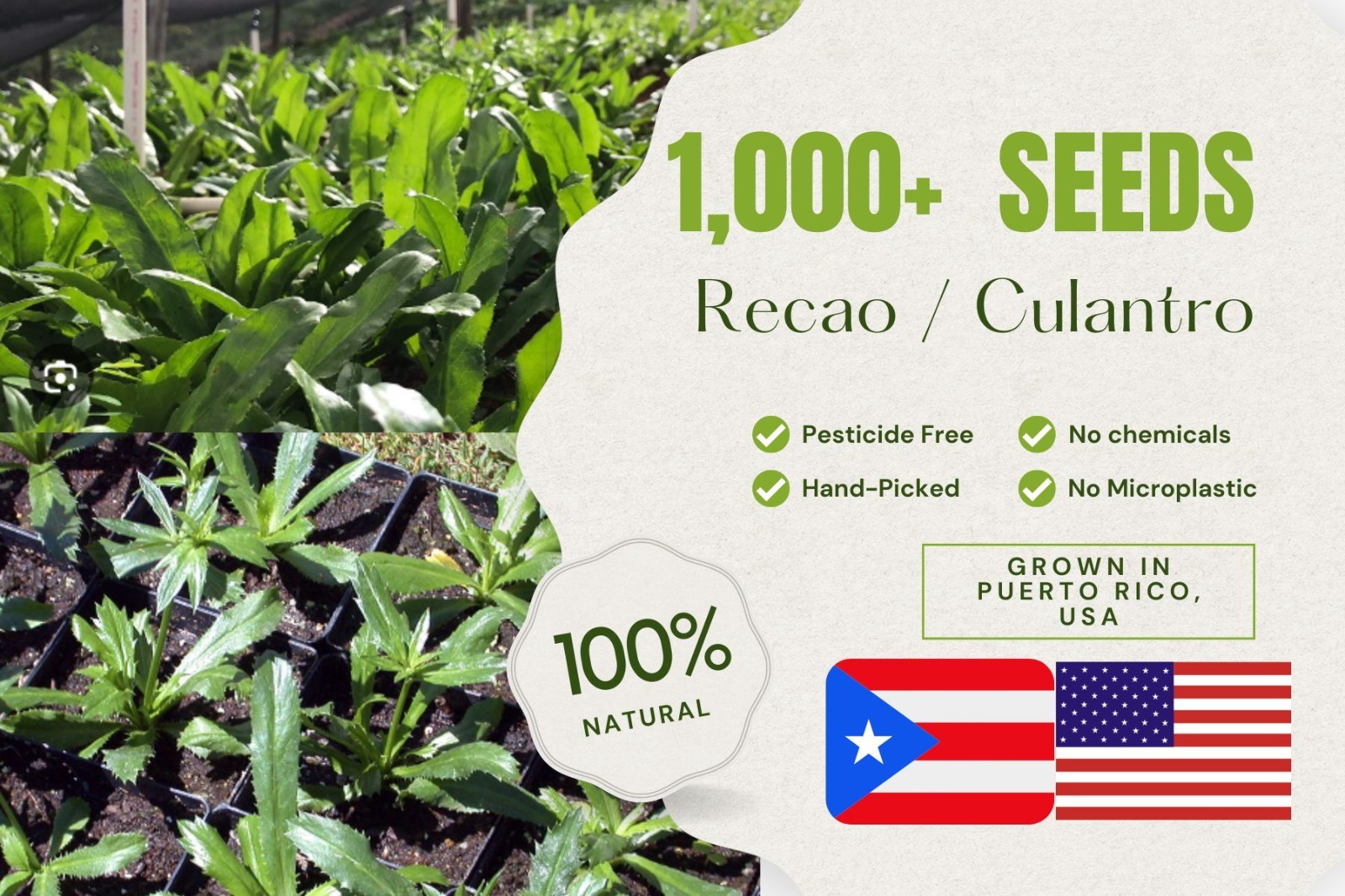 1,000+ Seeds, Recao de Puerto Rico, Culantro, ngo-gai, long coriander, Sofrito