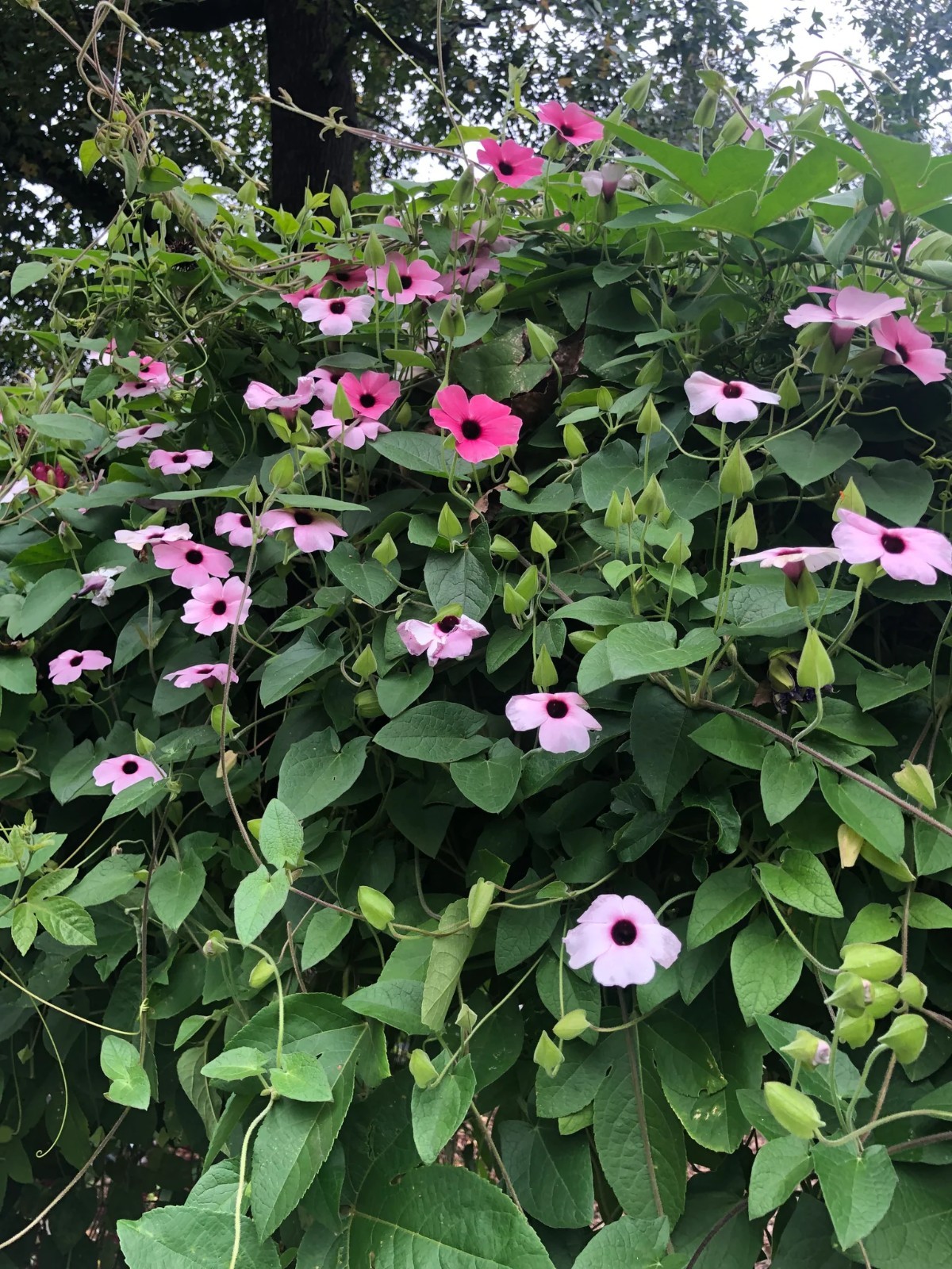Thunbergia alata Raspberry Smoothie gallon Plant
