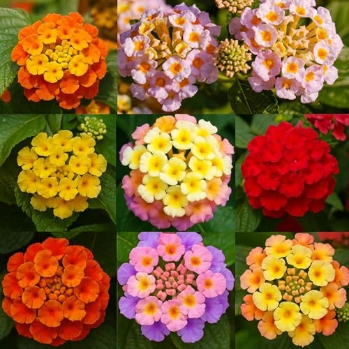 – Colorful Perennial Seeds | Drought-Tolerant, Easy to 600 Lantana Flower Seeds