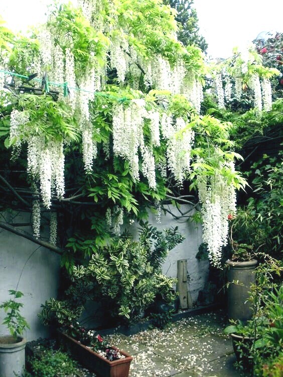 White Wisteria floribunda Alba Tree Seeds Climbing Flower Vine Plant Rare Hardy