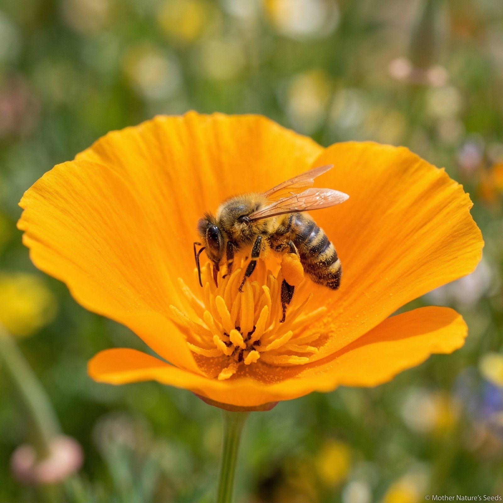 Mother Nature’s Super Mix BEES 38 Species Flowers Wildflowers Non-GMO 1000 Seeds