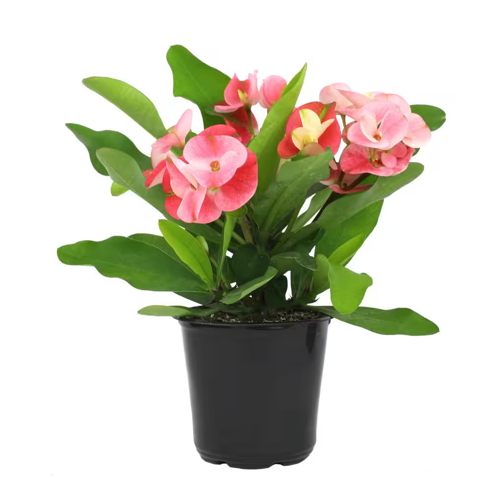 4.25 In. Euphorbia Milii with Pink Flowers Charlotte Variety Crown of Thorns Sin