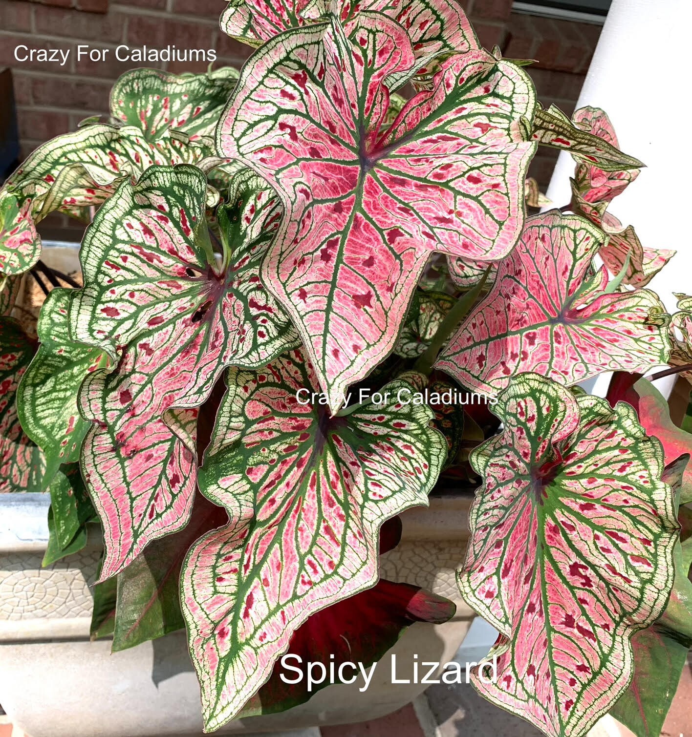 Caladium ‘Spicy Lizard’ Size #2 (2 BULBS)( (You get 2 bulbs)