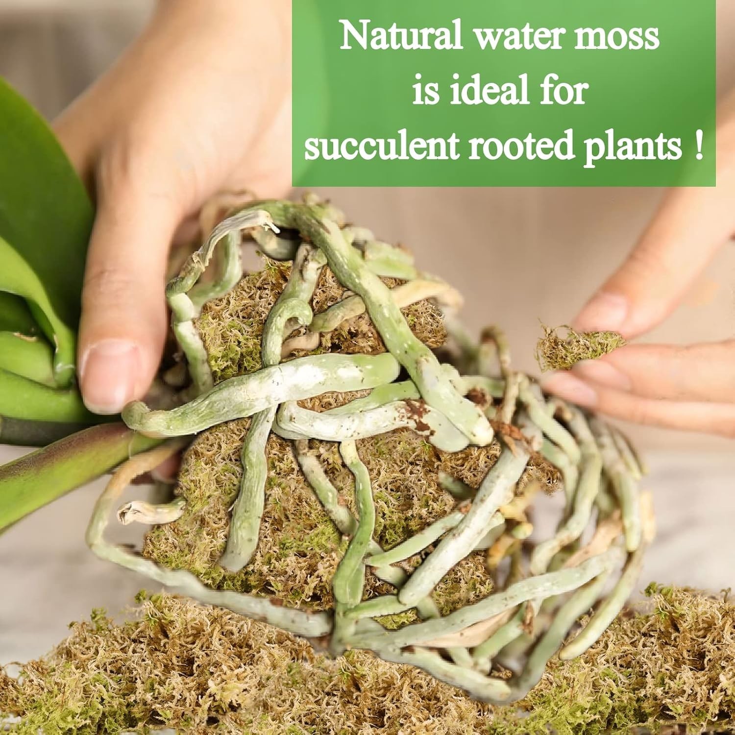 1.3LBS Sphagnum Moss – 25QT Natural Substrate for Thriving Plants