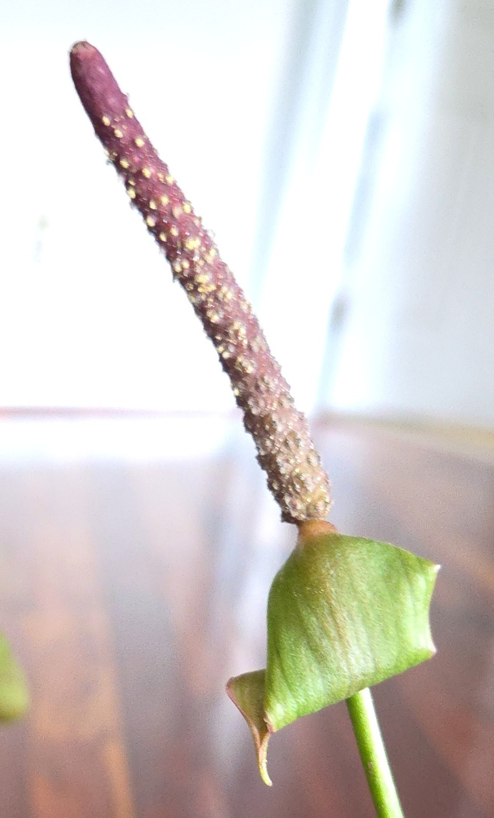 Rare XL Anthurium Pedatoradiatum X Clarinervium 24″ Tall Not Philodendron