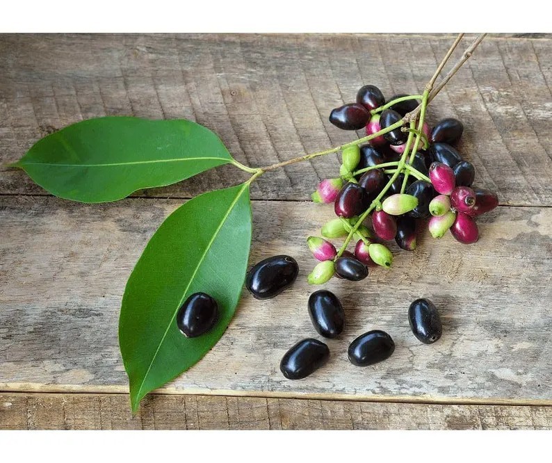 Java plum tree