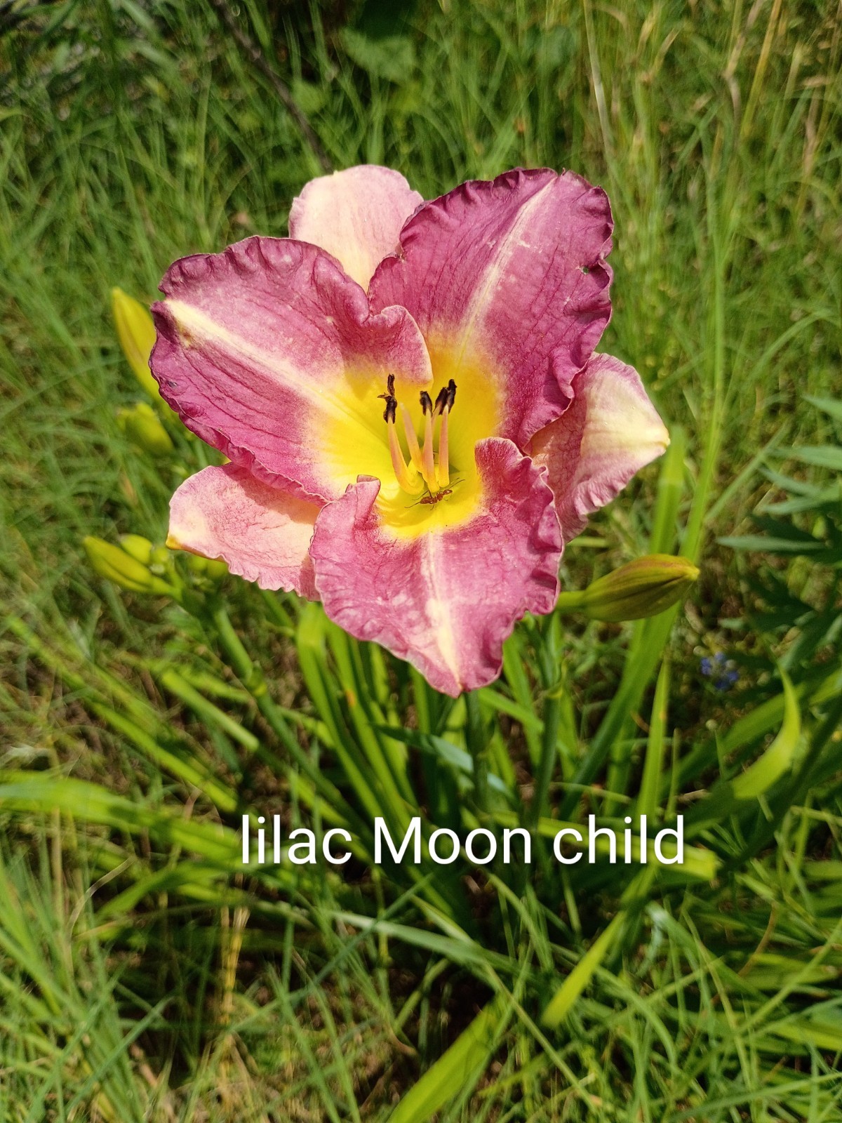 Assorted Daylilies, Many Different Colors, perennials return every year (1 Root)