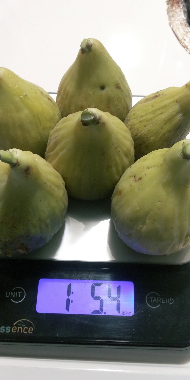 WHITE MADEIRA FIG Cuttings -Unrooted Bundle of 3