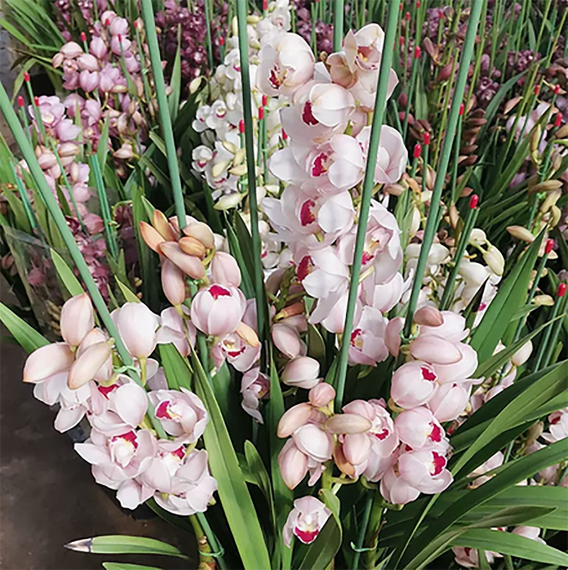 Cymbidium sp. 大花蕙兰 “(Pink Lady)”,bloom size,4+ pseudobulbs,3 yr old