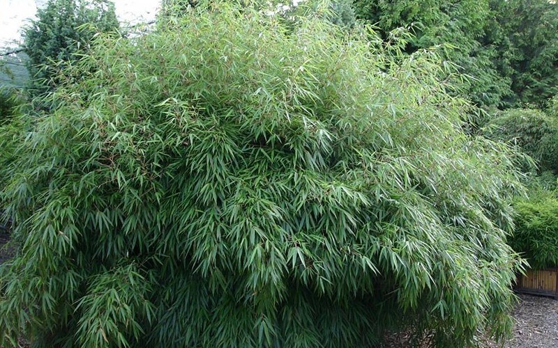 50 Bamboo Seeds Privacy Plant Garden Clumping Shade Screen “Dragon Head”