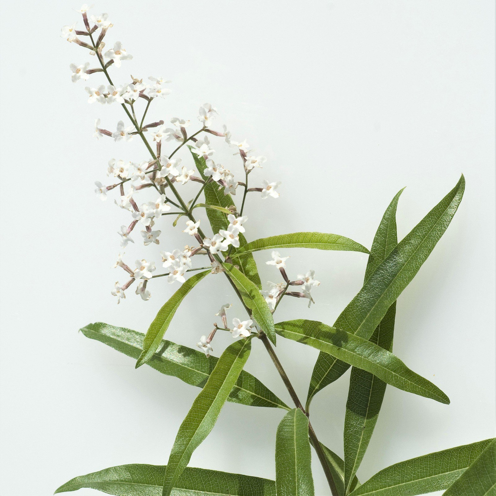 Aloysia Lemon Verbena 1 Potted Plant Rooted in a Quart Pot Herb Shrub