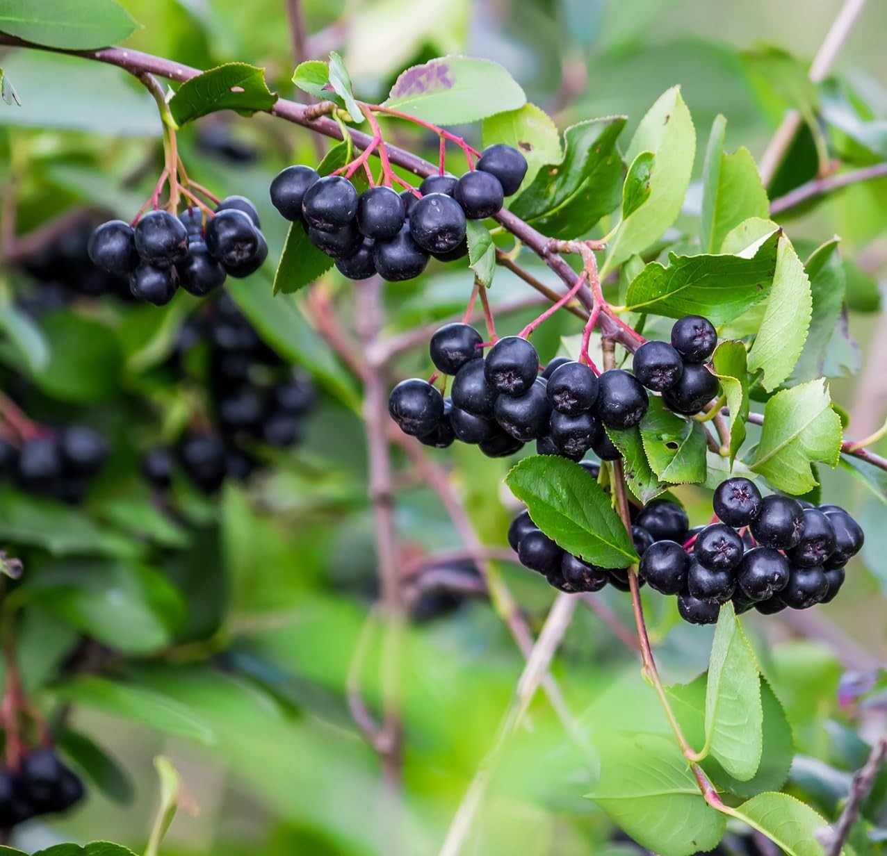 Black Chokeberry Seeds Grow AntioxidantRich Superfood Berry Tree at Home