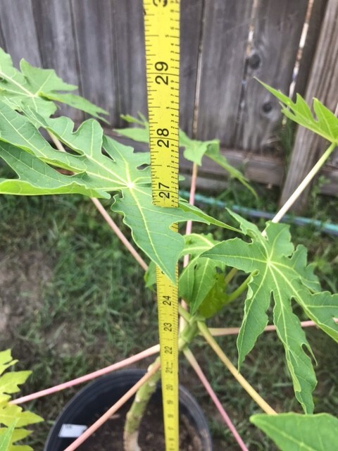 26-30″ Tall Papaya Plant