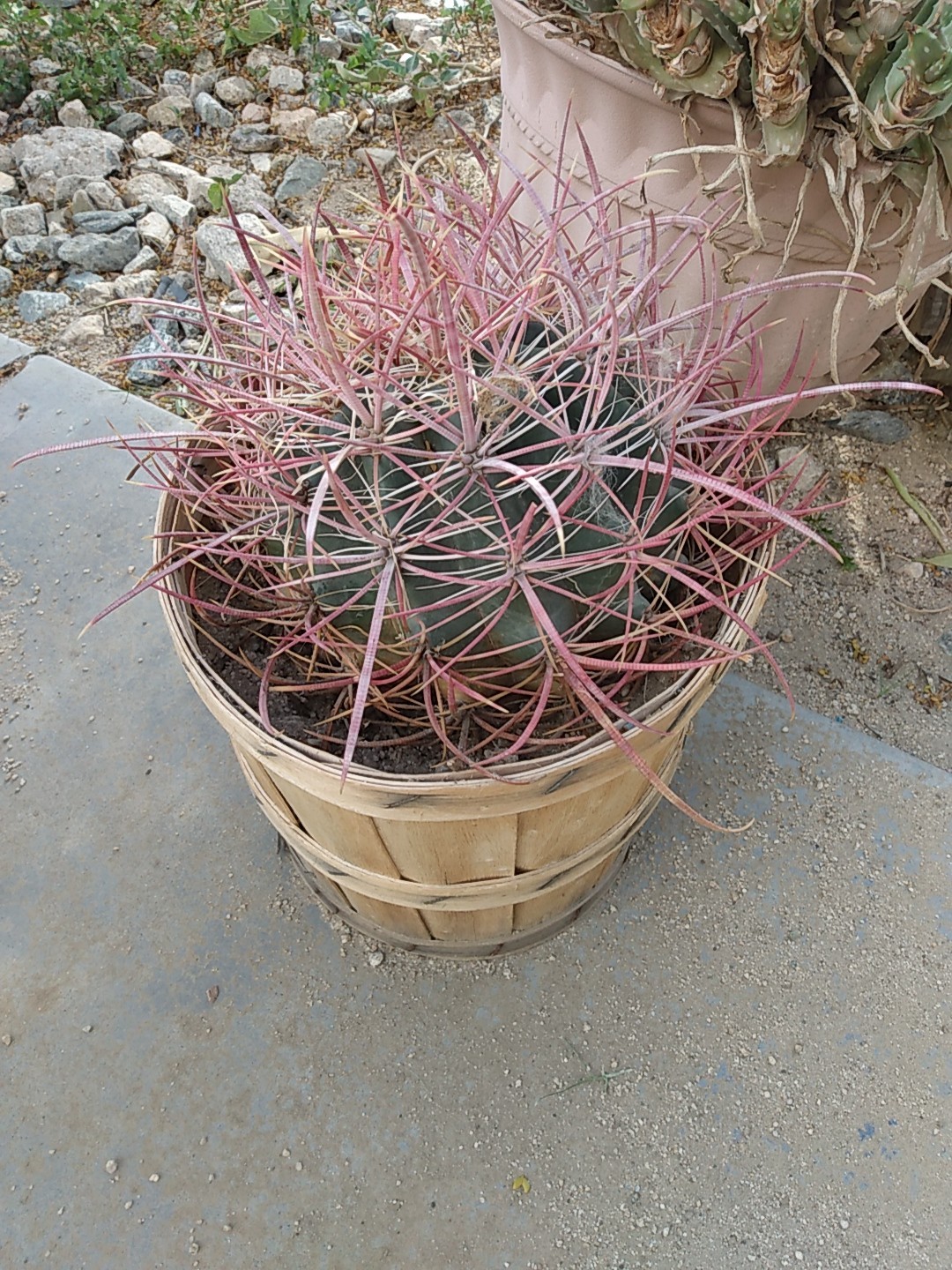 Cactus, Red barrel Long Spine , Small 3 To 5 Inches In Diameter