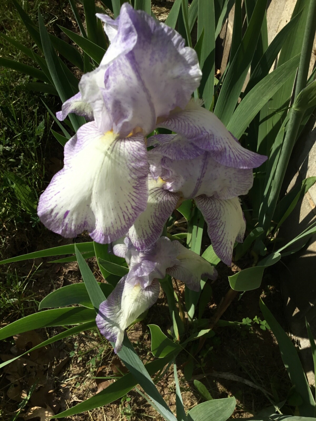 Light Purple and White ,  bearded iris rhizomes , plants, bulbs 