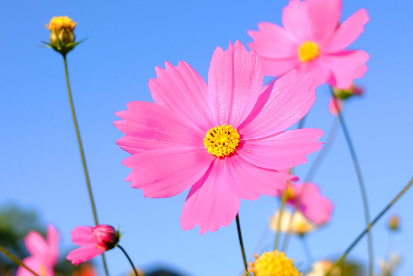 350 COSMOS SENSATION MIX Mixed Colors Cosmos Bipinnatus Flower Seeds