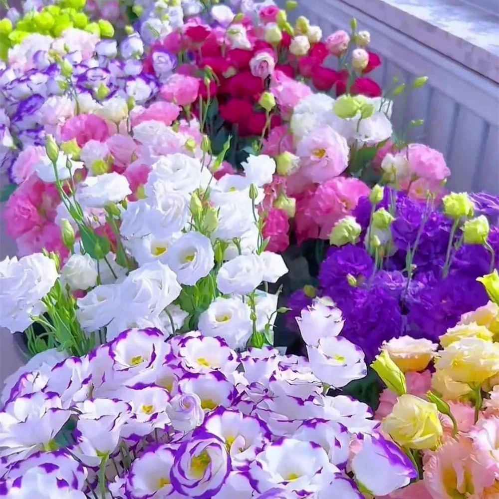 Lisianthus Seeds, Pack of 100 Mixed Color Eustoma Grandiflorum Seeds Flower Seed
