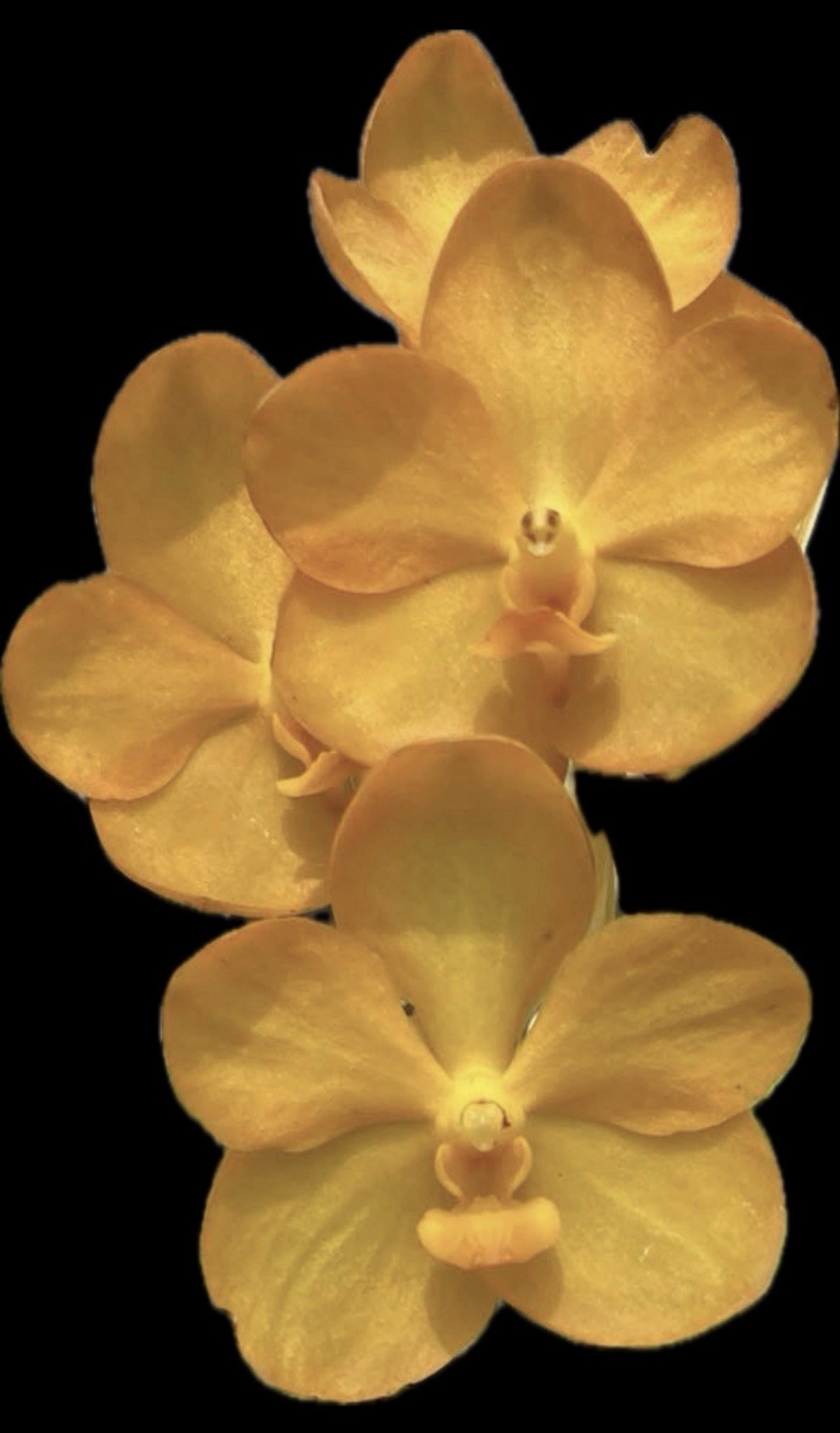 Vanda Ladda Gold “TQ-Glade” 4” Basket Orchid Plant
