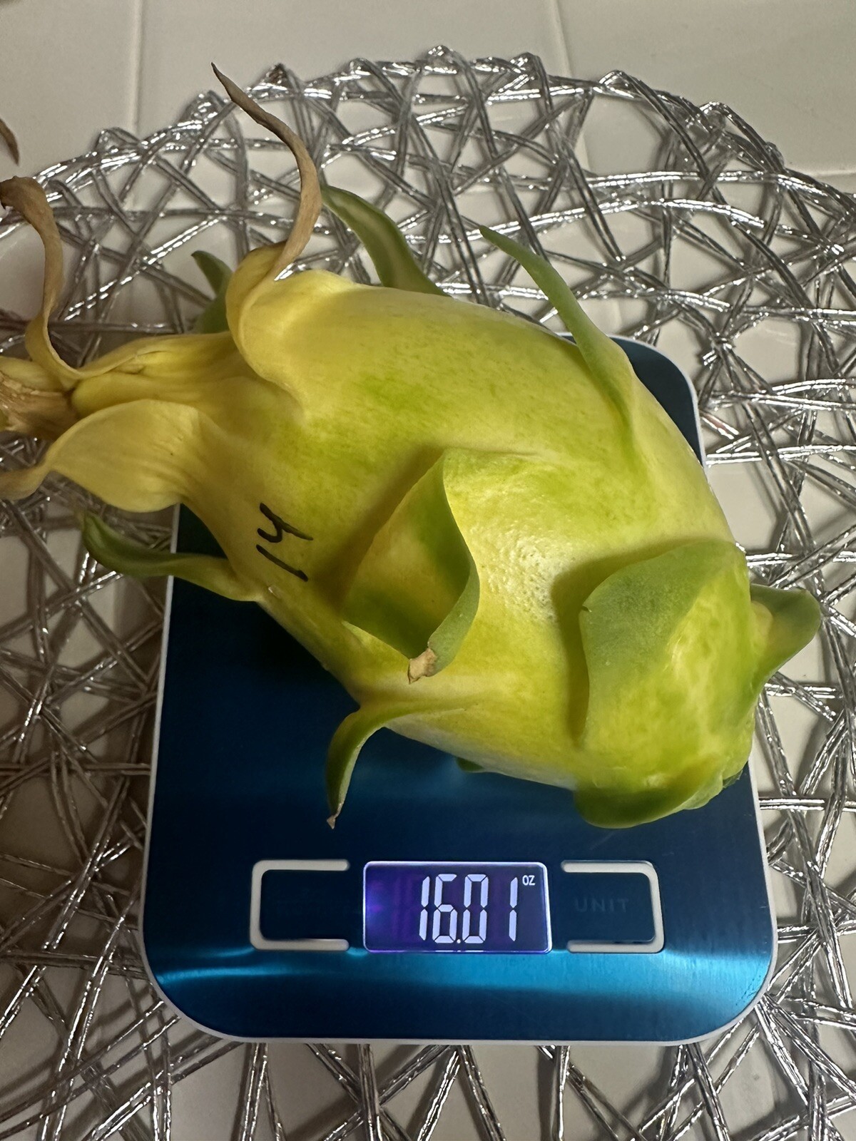 Dragon Fruit “Israel Yellow” CUTTINGS 8-12 Inches