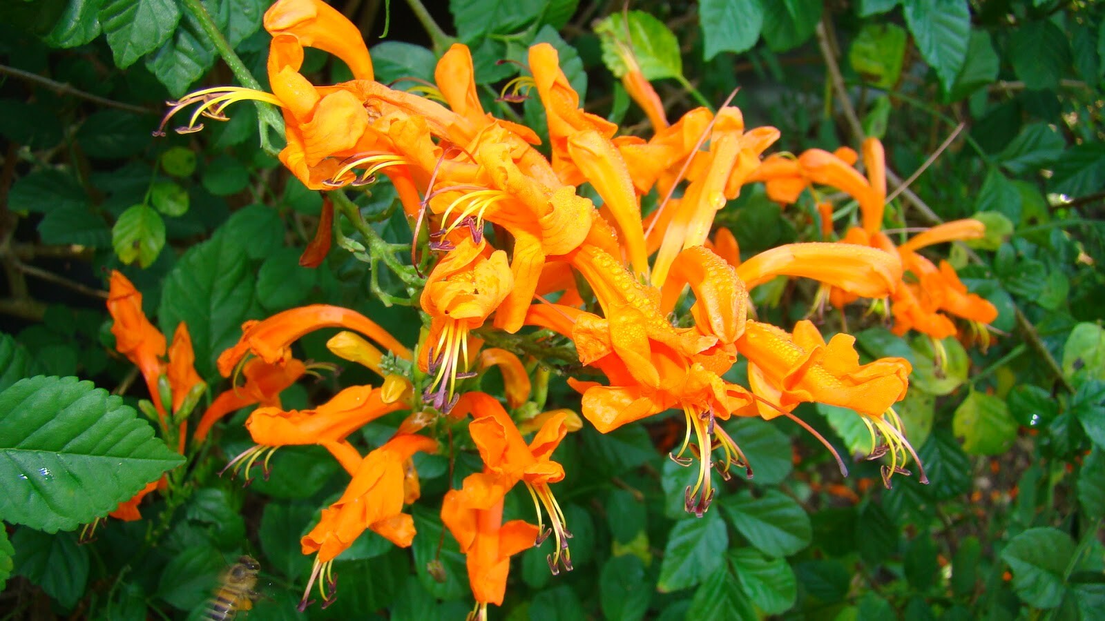 CAPE ORANGE Honeysuckle*Tecomaria Capensis*STARTER PLANT*Birds/Butterfly Love It