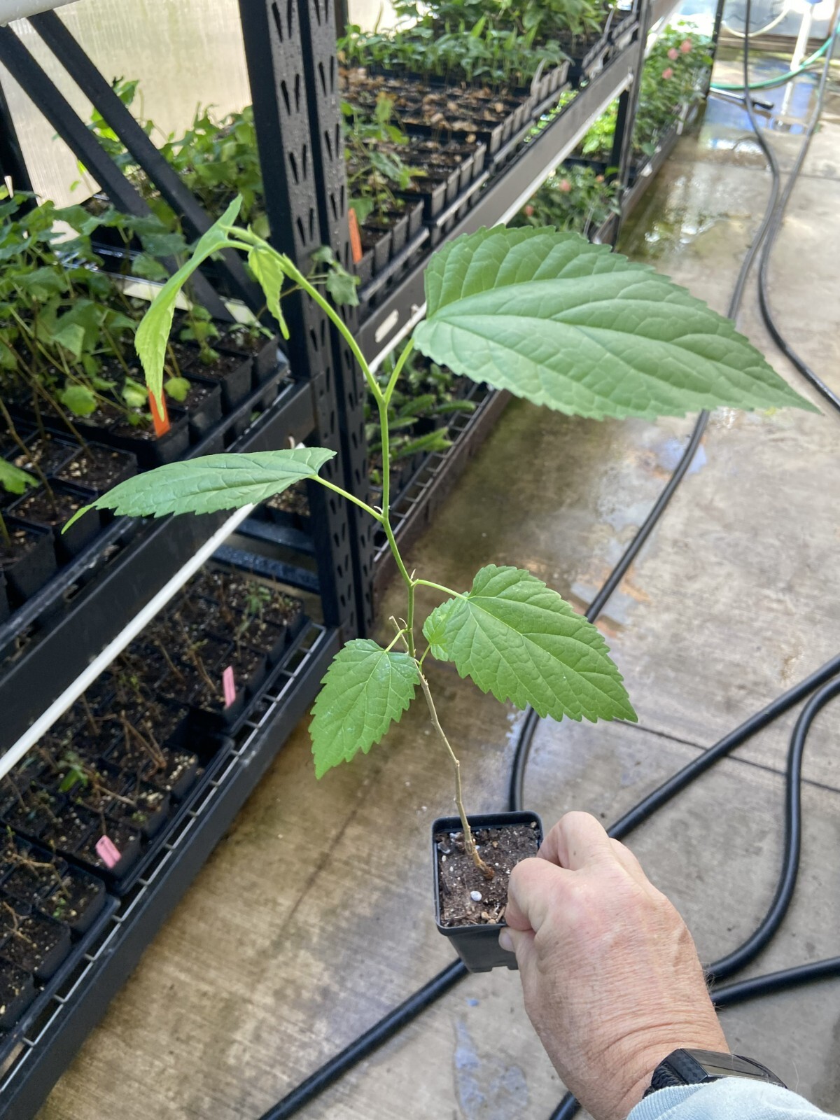 Mulberry Tree – ‘Dwarf Everbearing’ – Morus nigra live plant edible fruit